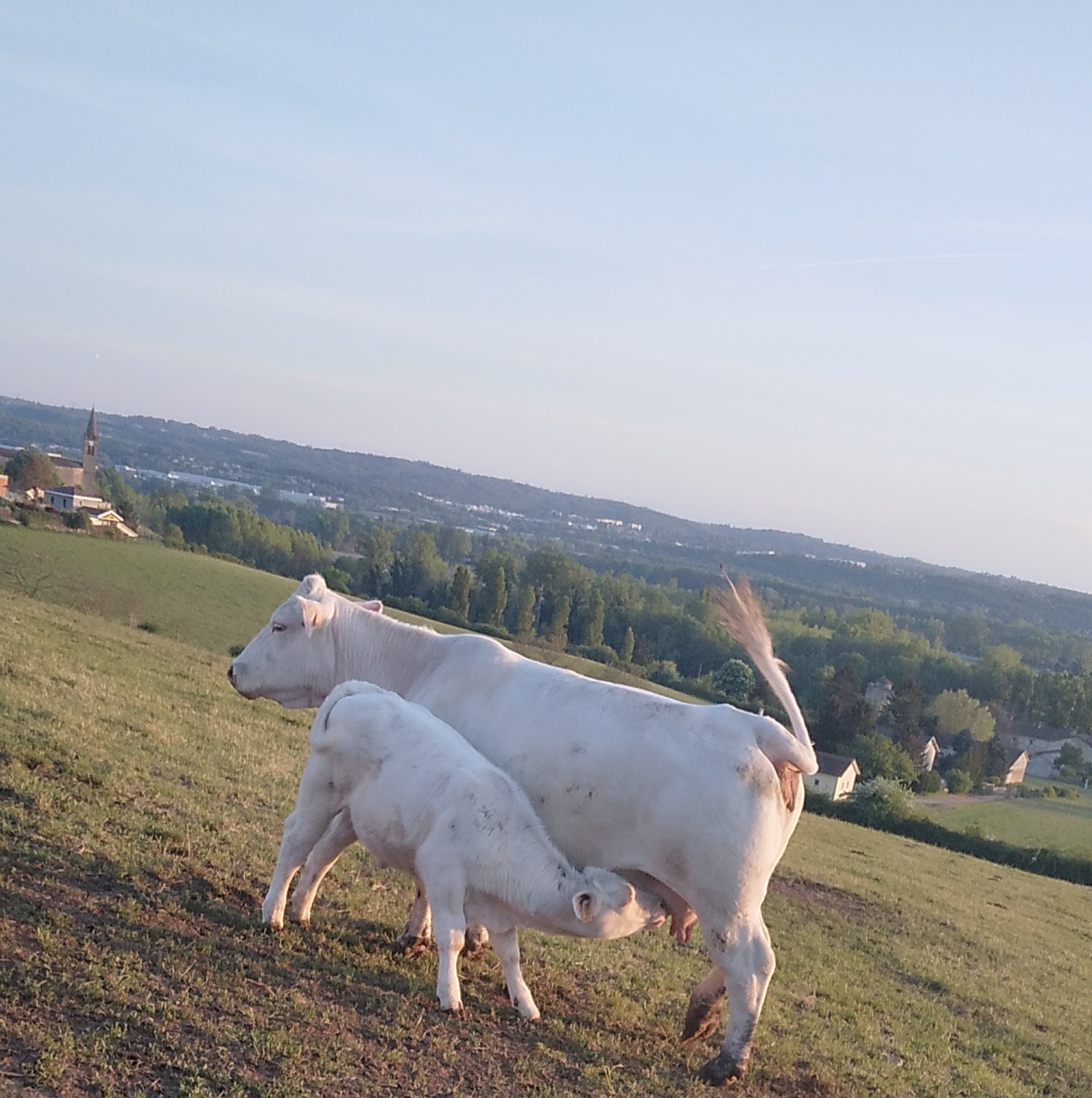 Mmmh, le bon lait de maman !