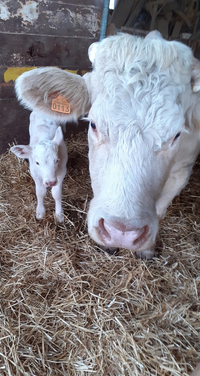 Radieuse et sa maman Gentille