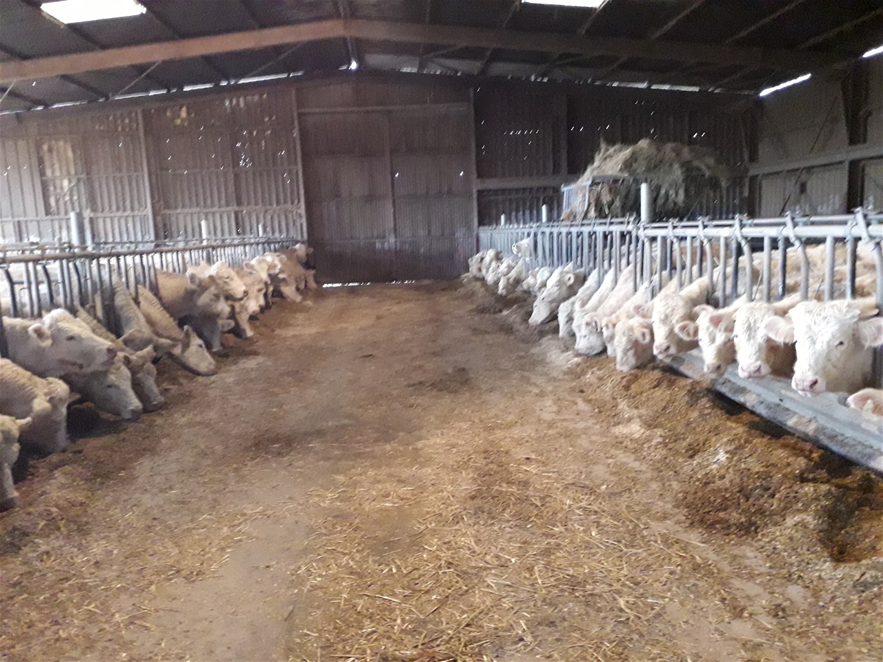 Alimentation hivernale avec de bons fourrages de la ferme
