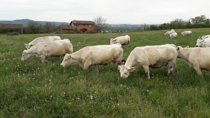 Alimentation estivale