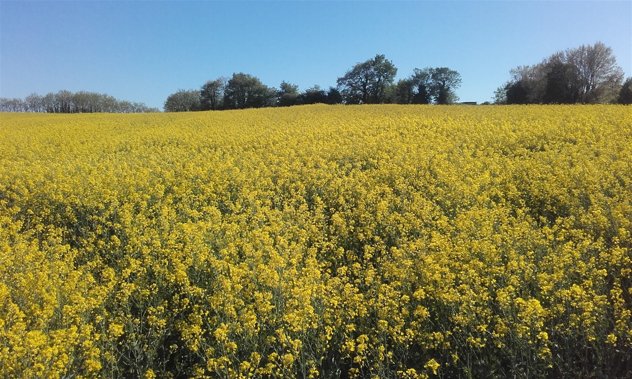 Champs de colza en fleurs