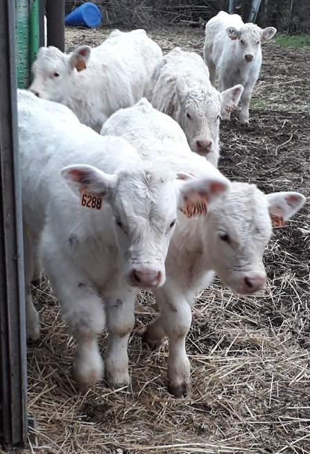 Les petits curieux